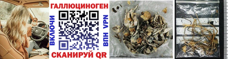 Псилоцибиновые грибы Psilocybine cubensis  Новопавловск 